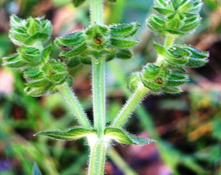 Salvia clandestina